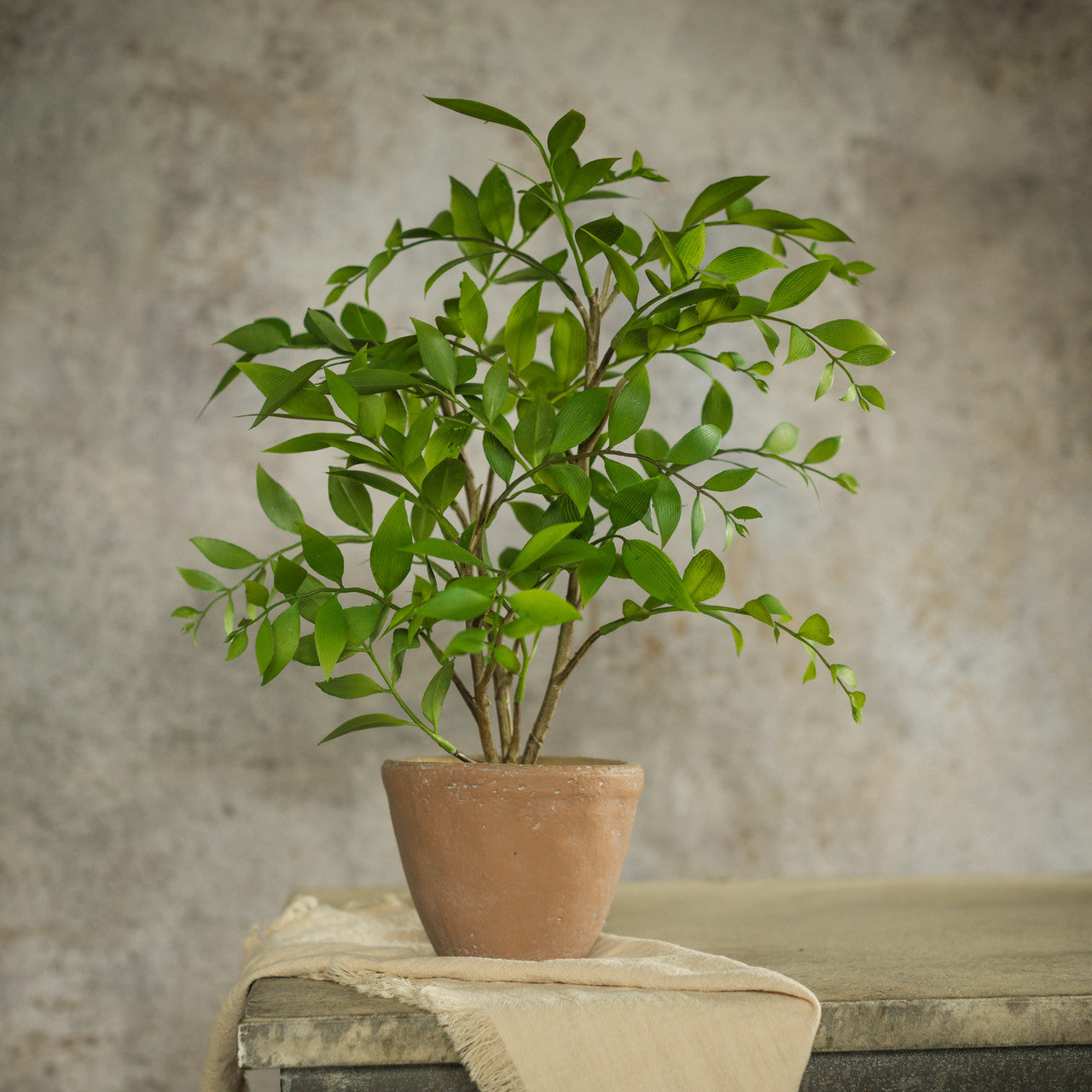 16" Potted Smilax Plant