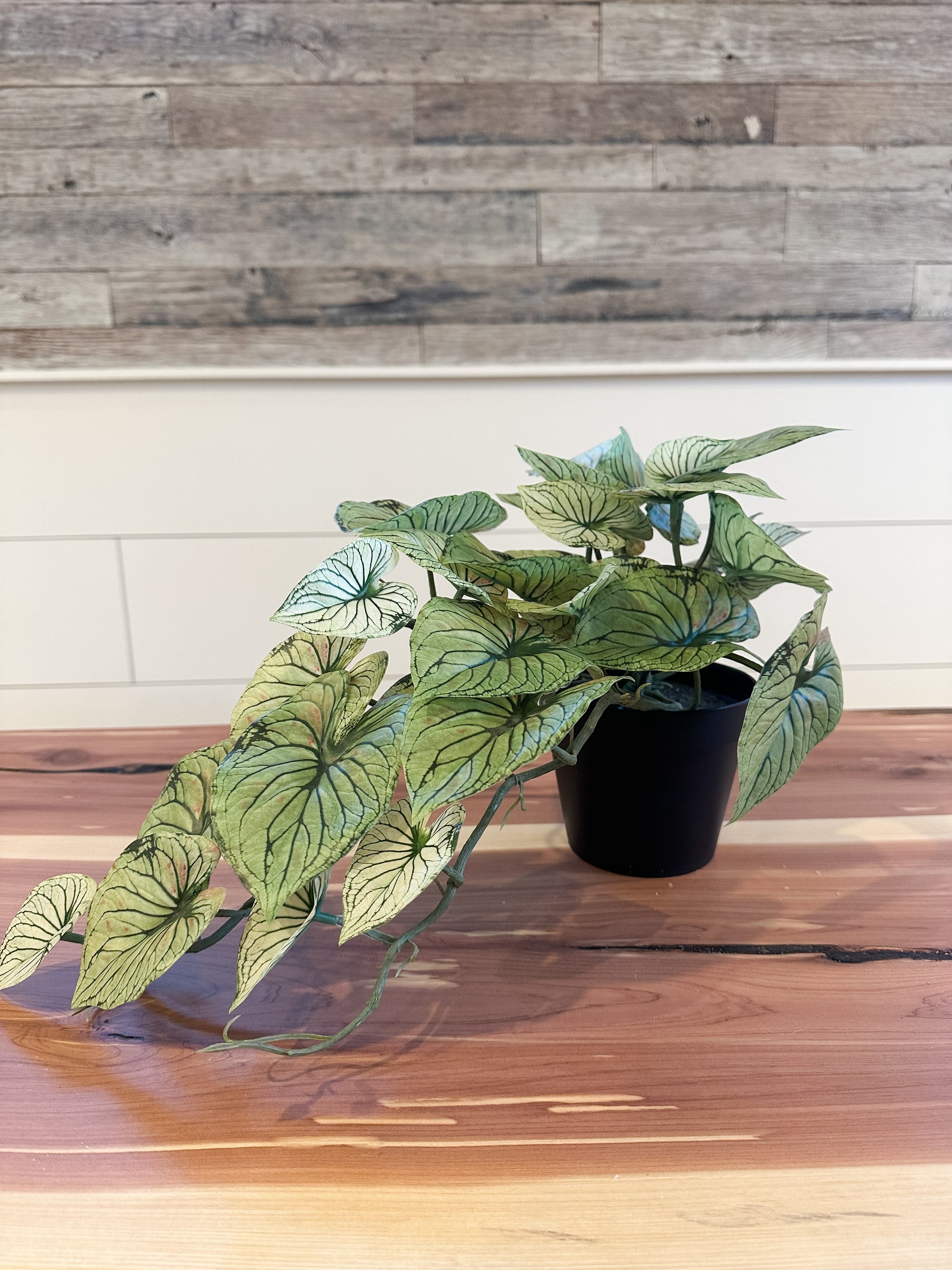 21" potted faux candidum caladium at The Rustic Barn in Killingworth CT