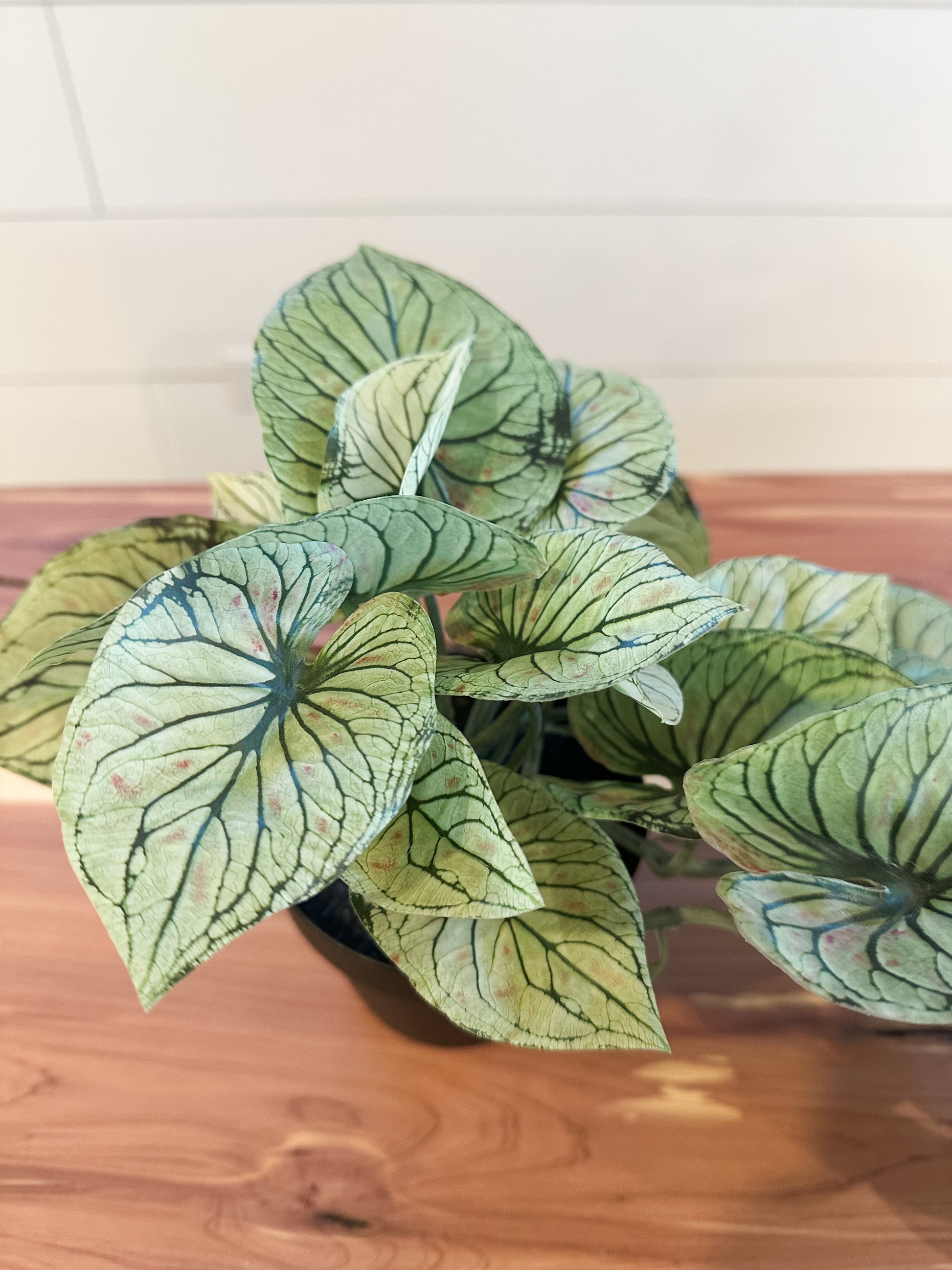 21" potted faux candidum caladium at The Rustic Barn in Killingworth CT