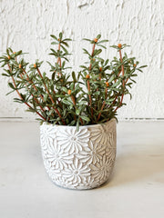 4.5" White Daisy Cement Planter at the Rustic Barn in Killingworth, CT