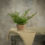 8" Potted Lace Fern Terracotta Pot