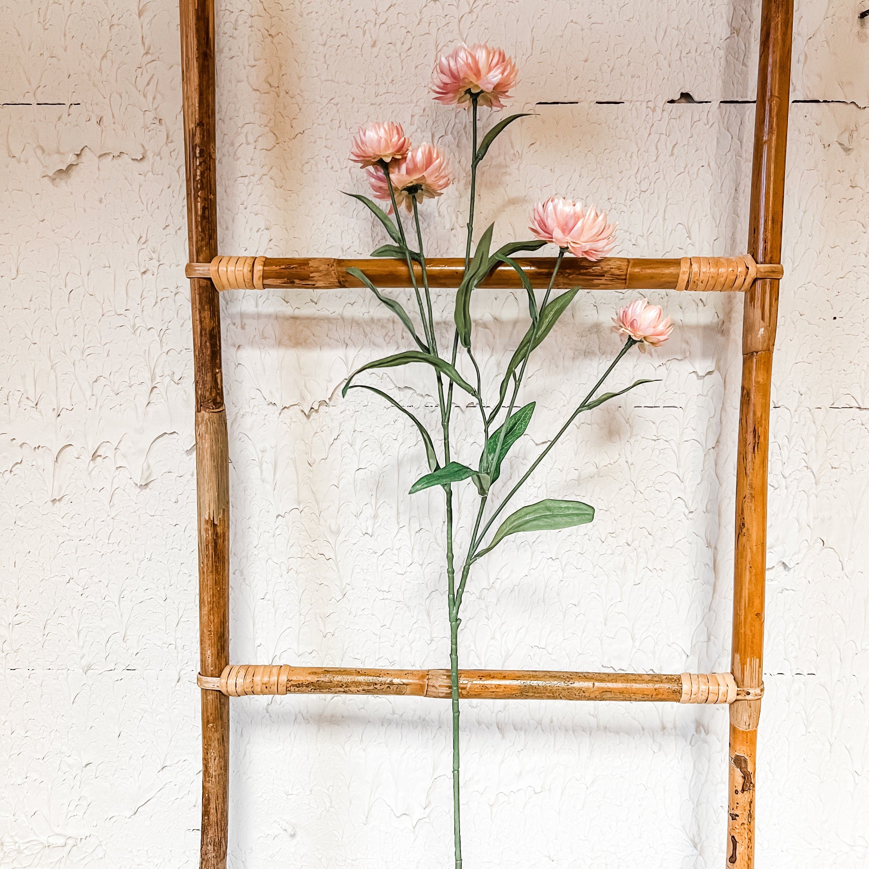 Strawflower long stem pink 27” high the rustic barn ct