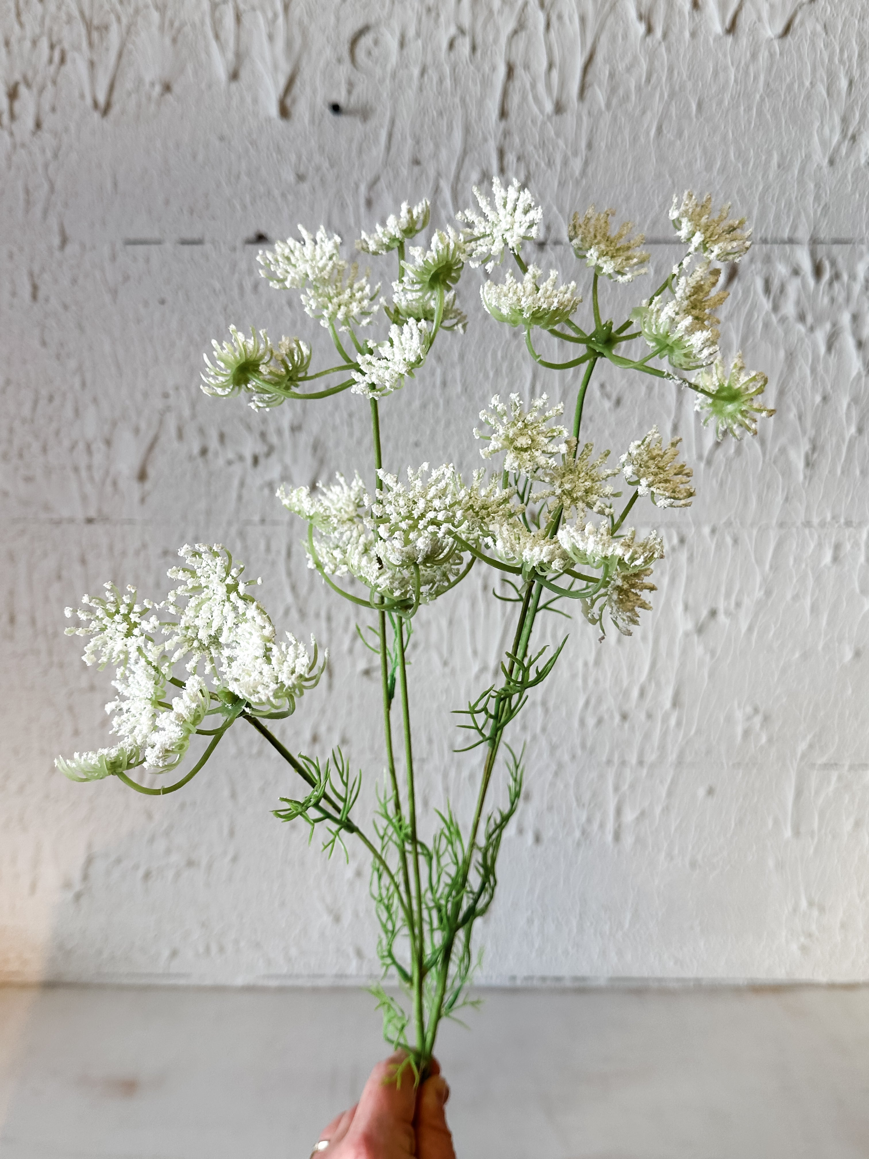 cream queen Anne's lace stem at the Rustic Barn in Killingworth, CT