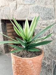 faux agave real touch stem in paper mache footed pot at the rustic barn in killingworth ct