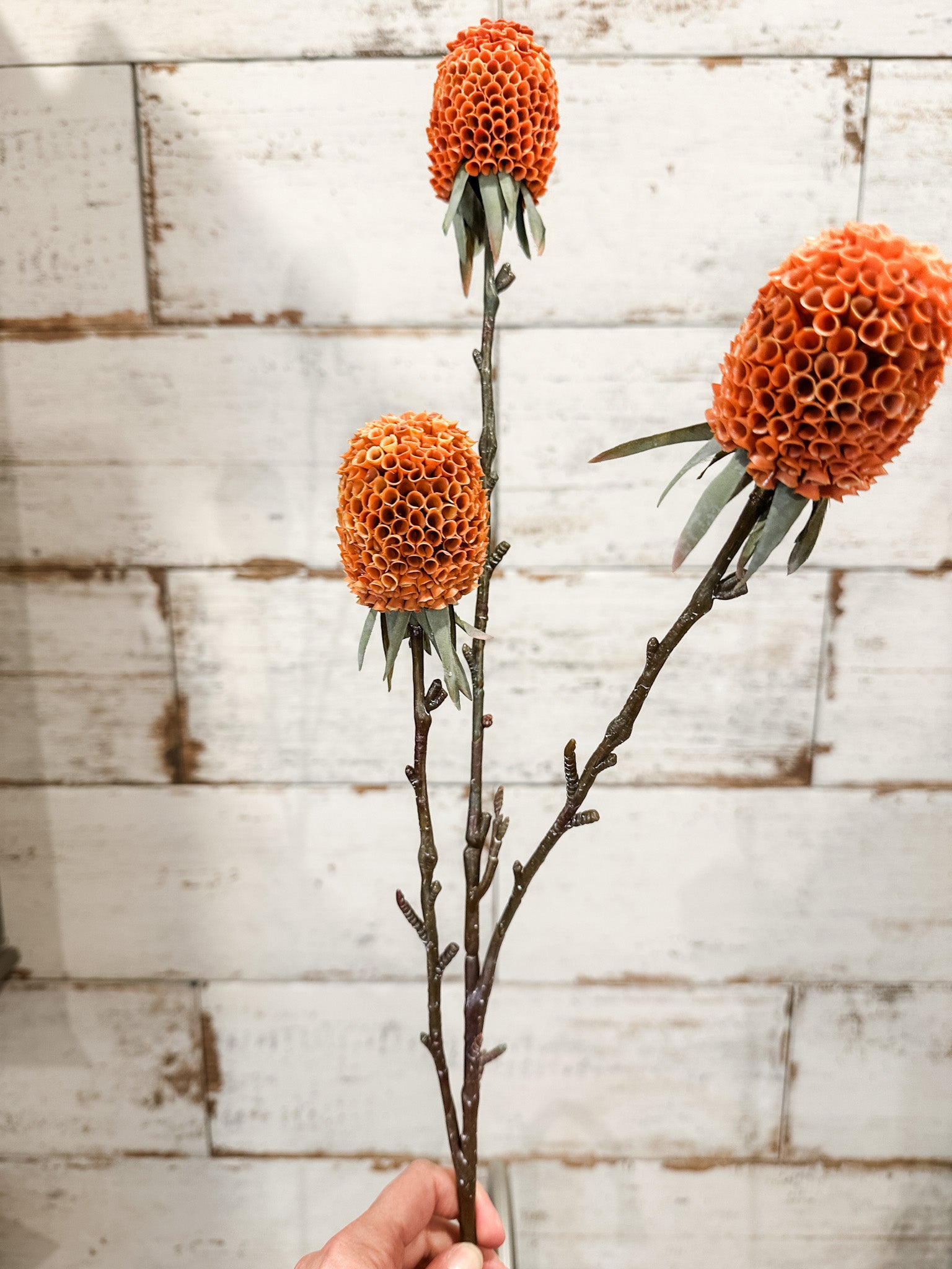 long stem fall banksia stem at the rustic barn in killingworth ct