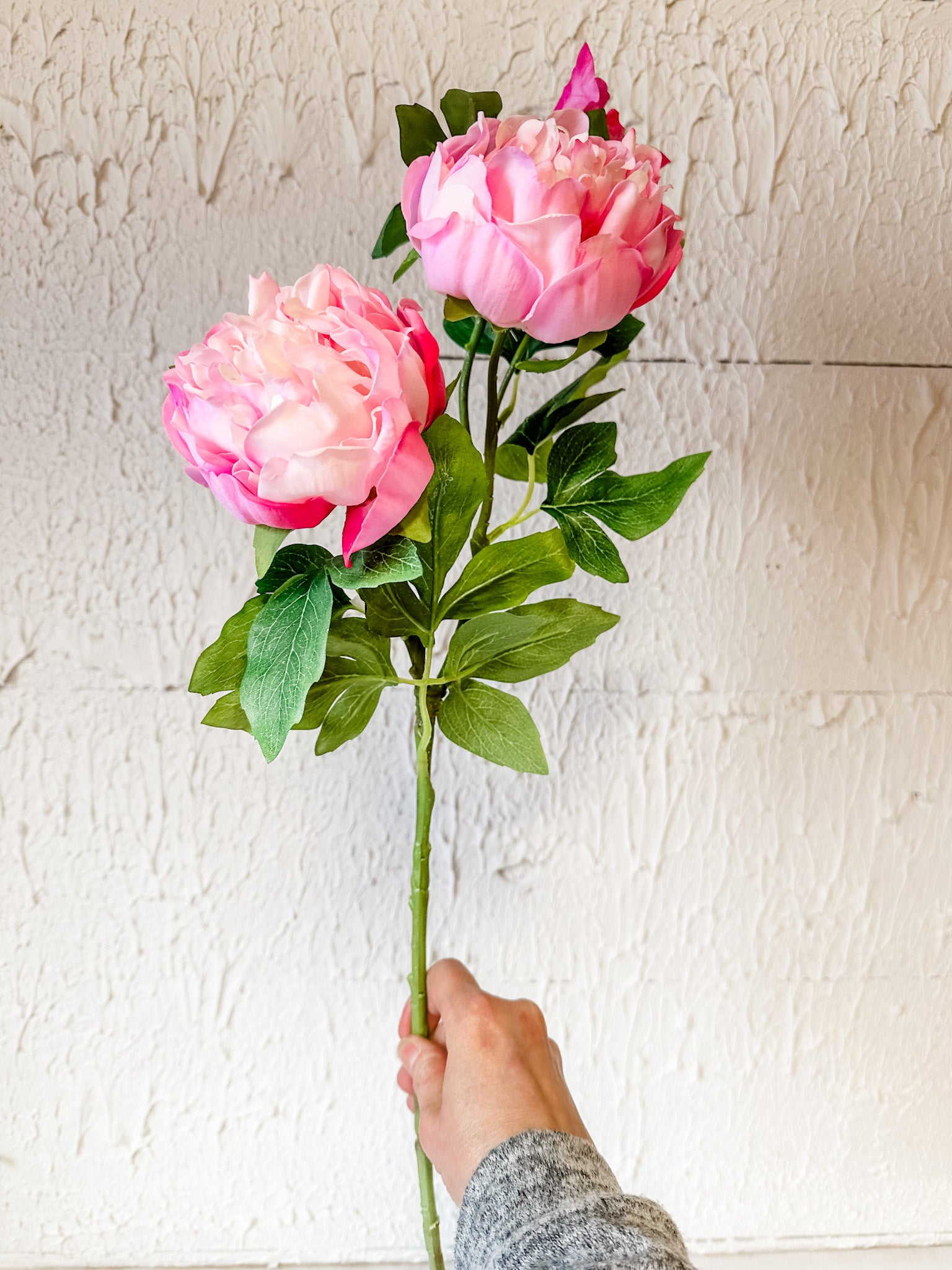 long stem pink peony stem at the rustic barn in killingworth ct