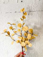 penny leaf mustard fall stem at the rustic barn in killingworth, CT