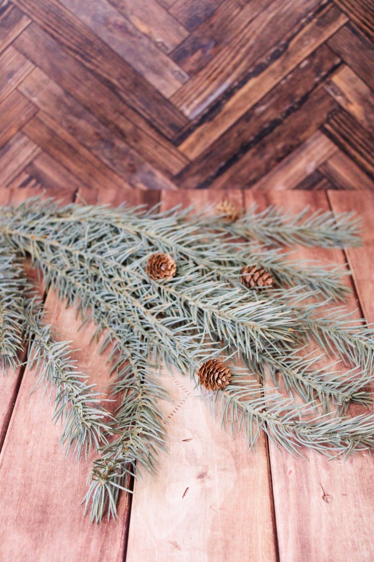blue spruce pine bush for christmas light sage with pinecones for holiday home decor for sale at the rustic barn in Killingworth, CT
