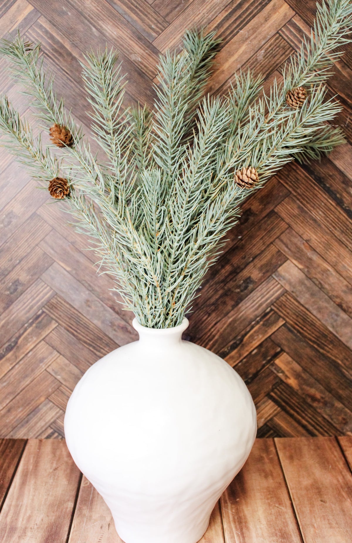 blue spruce pine bush for christmas light sage with pinecones for holiday home decor for sale at the rustic barn in Killingworth, CT